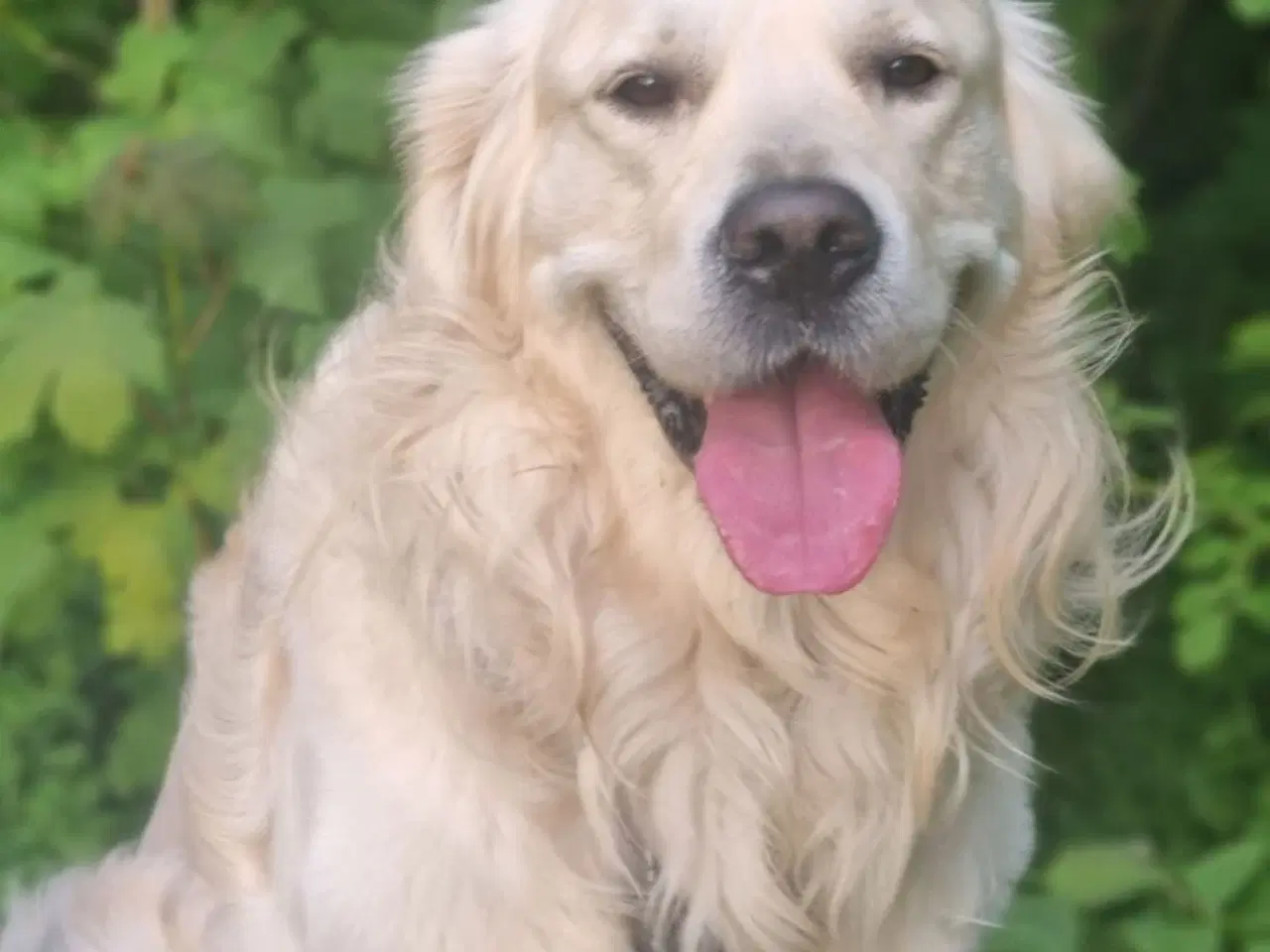 Billede 5 - Golden retriever hvalpe 