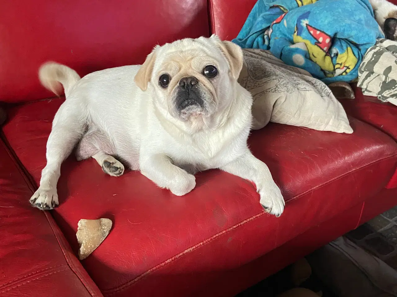 Billede 6 - 1 lille og fræk moppelop bamse søger nyt hjem 🥰