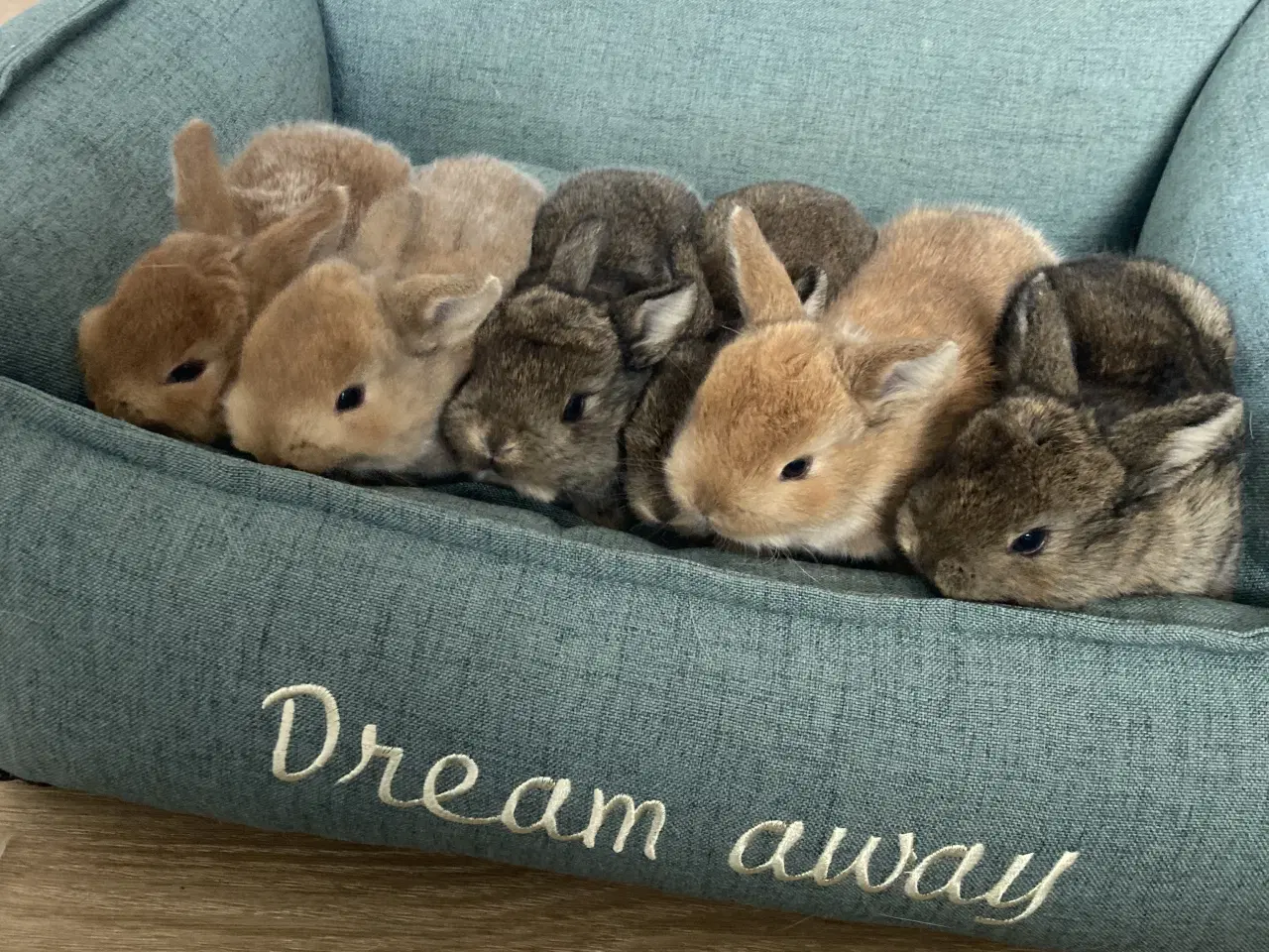 Billede 1 - Kælne dværgvædder 