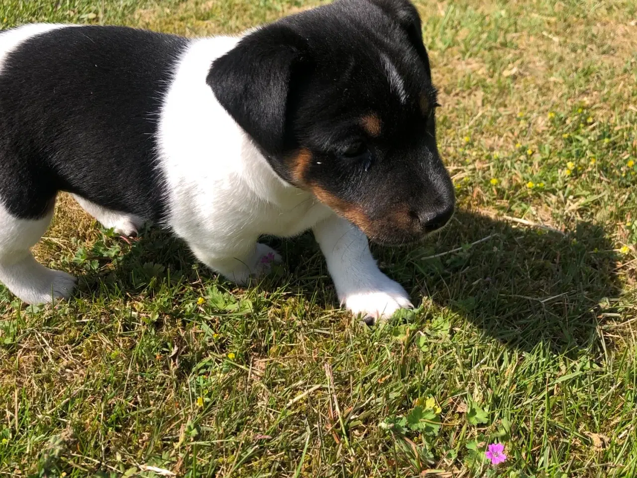 Billede 7 - Jack Russel Terrier
