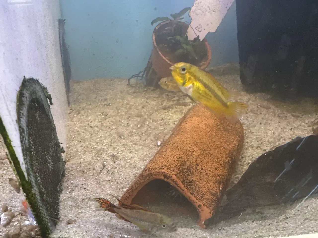 Billede 1 - Apistogramma