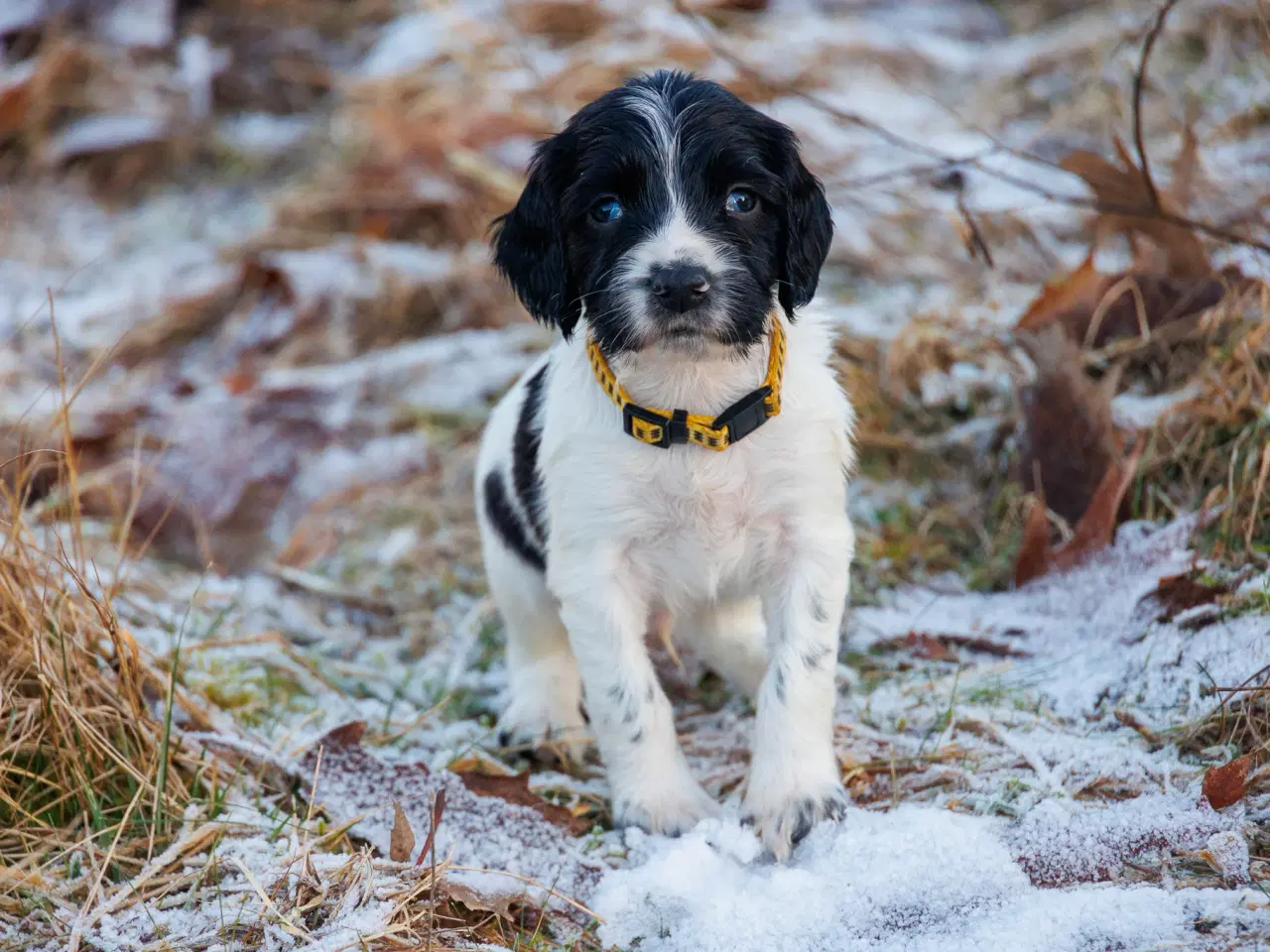 Billede 7 - Skønne jagt og familiehunde