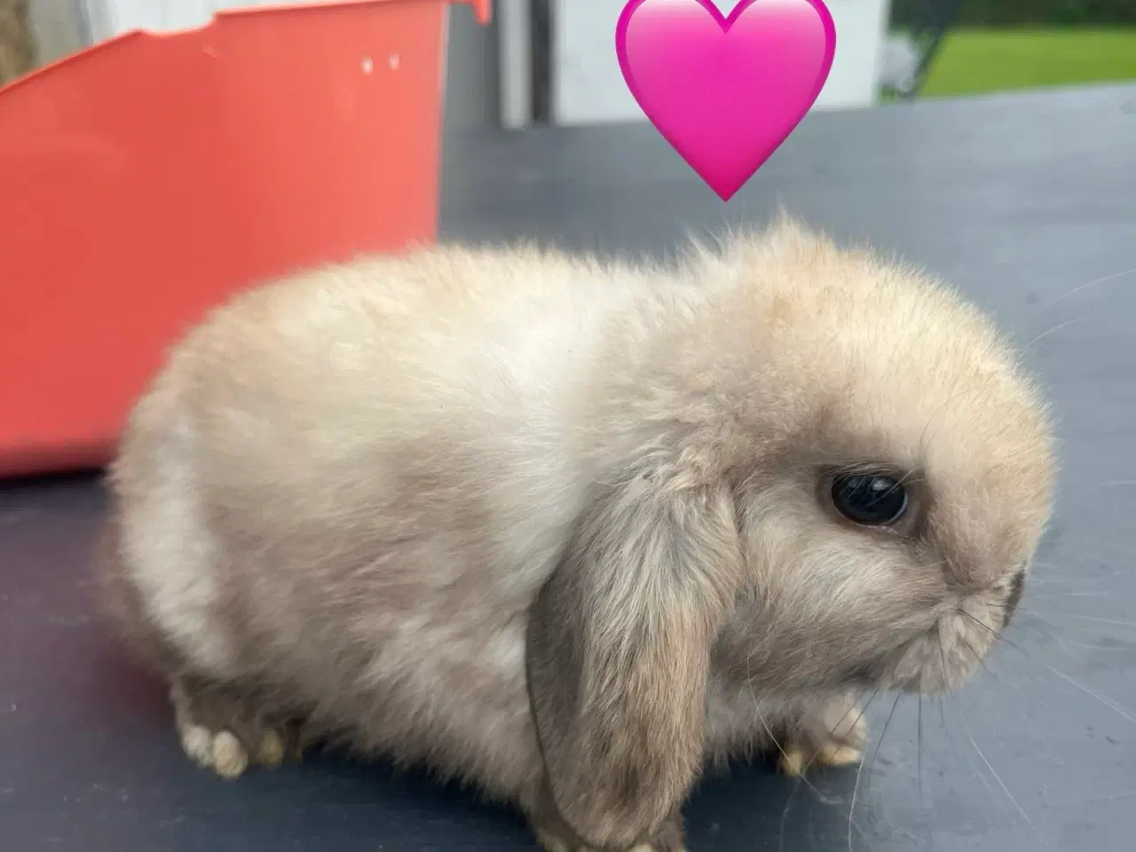 Billede 5 - Mini lop med afkomsattest 
