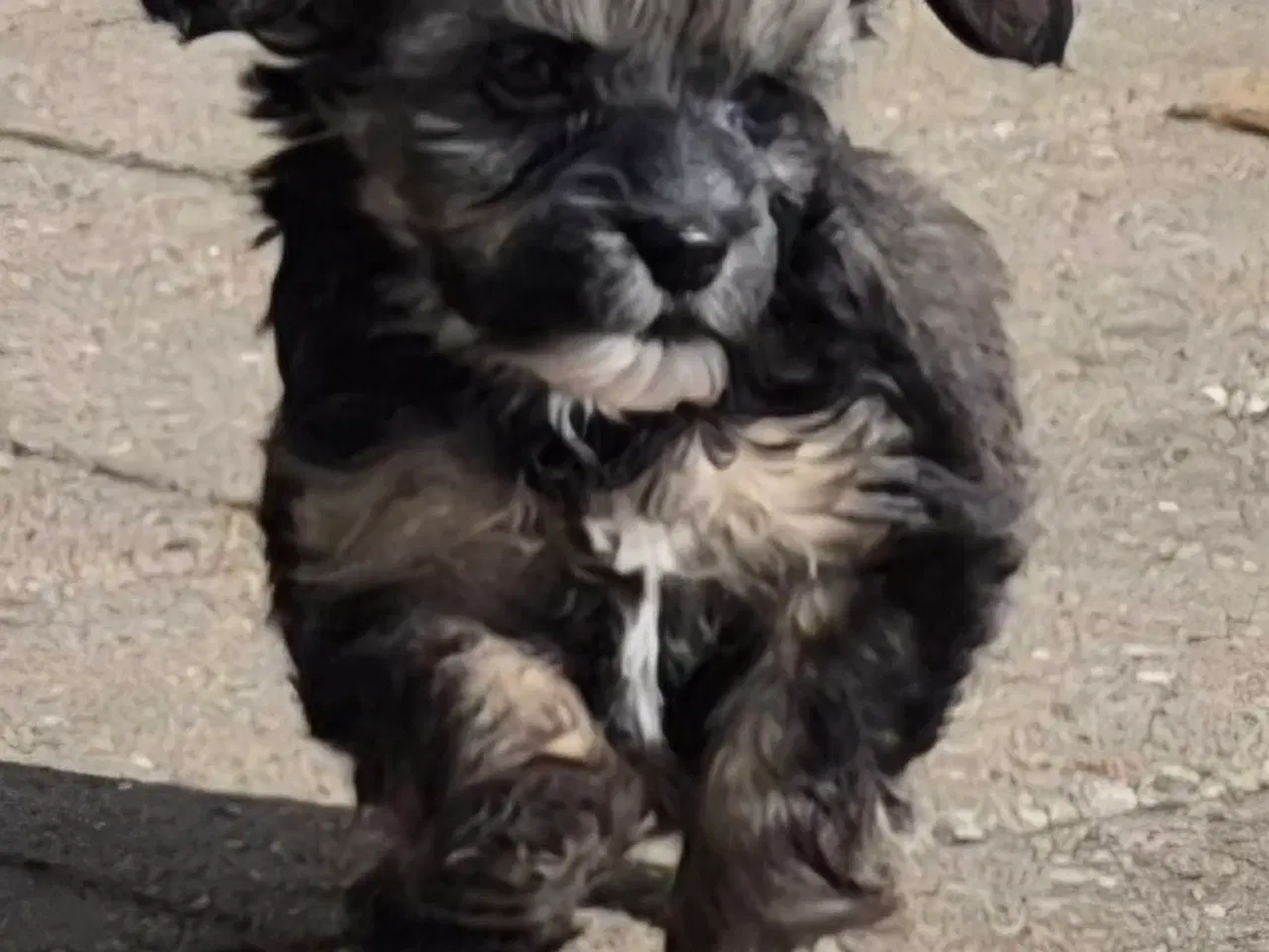 Billede 6 - Hunde hvalp 