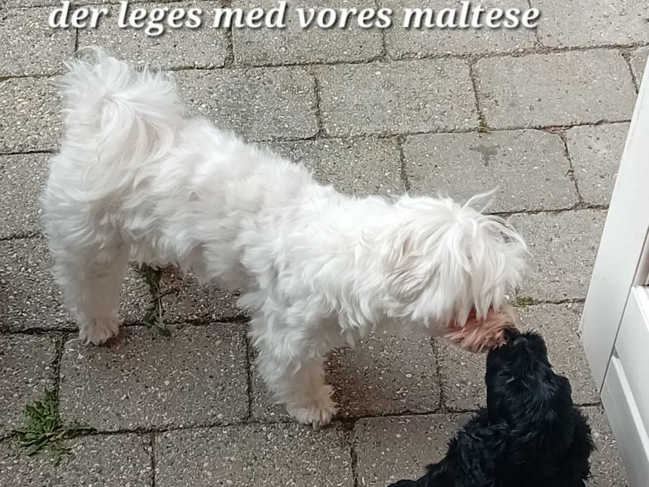 Billede 10 - Cavapoo f1b 