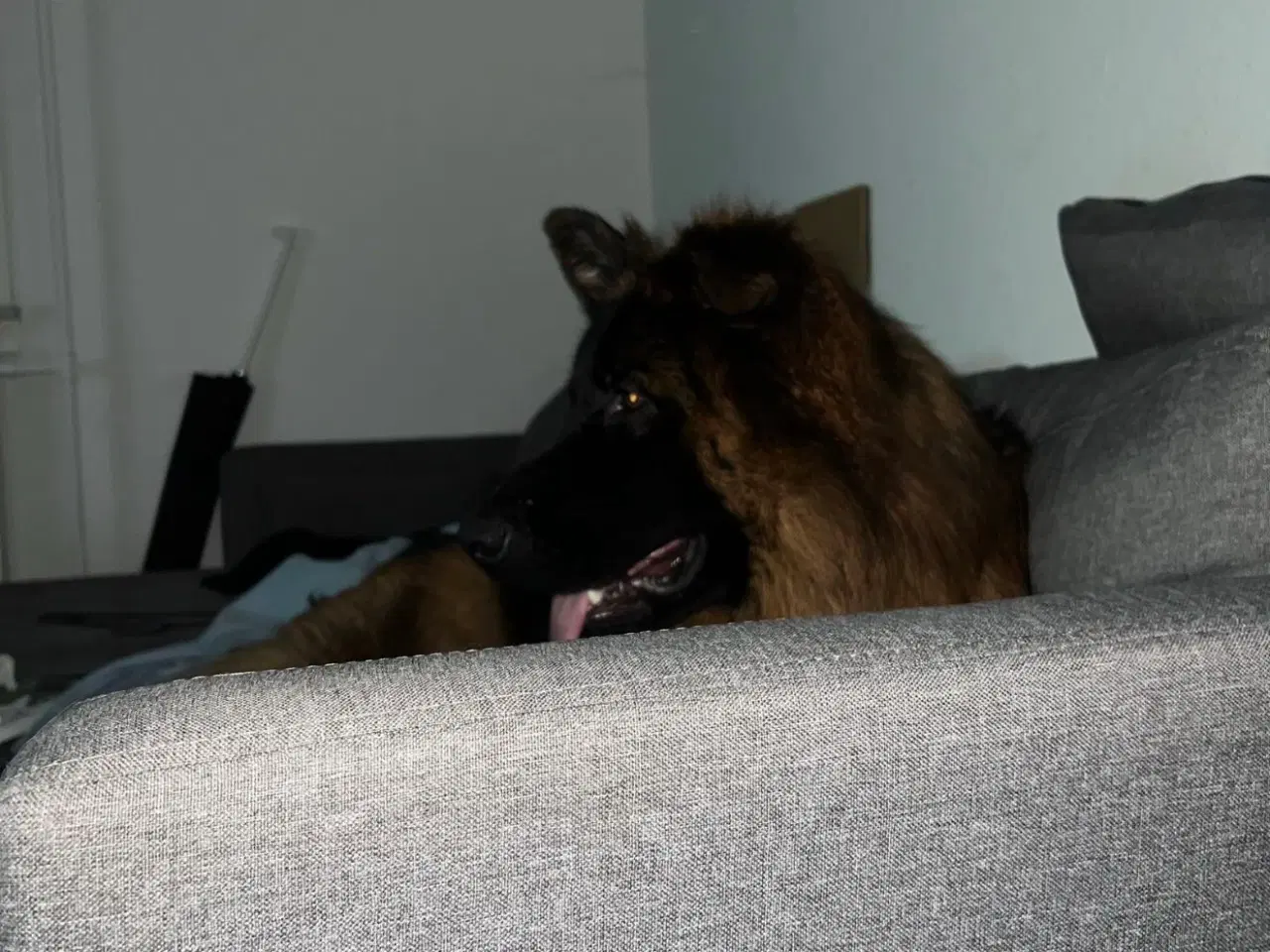 Billede 2 - Langhåret schæfer søger akut nyt hjem 