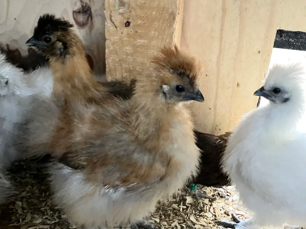 Billede 6 - Silke kyllinger