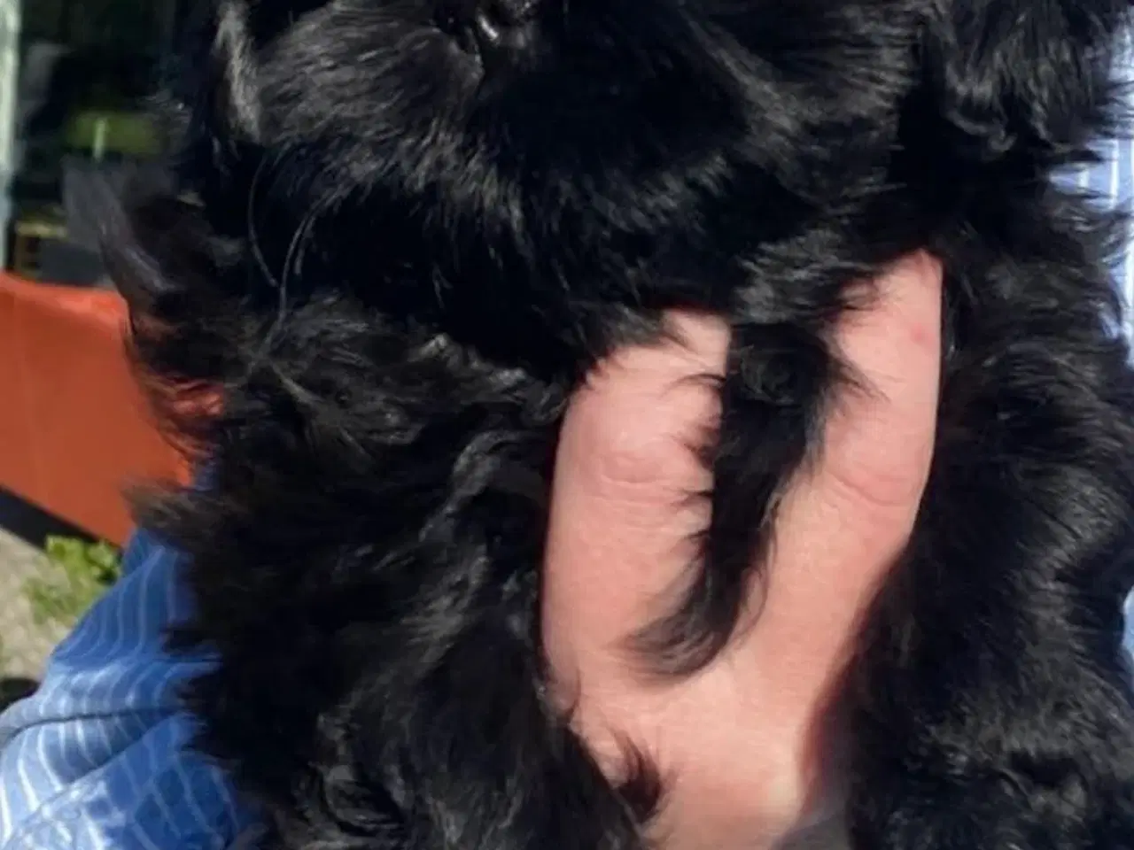 Billede 3 - Shih tzu hvalp tæve 