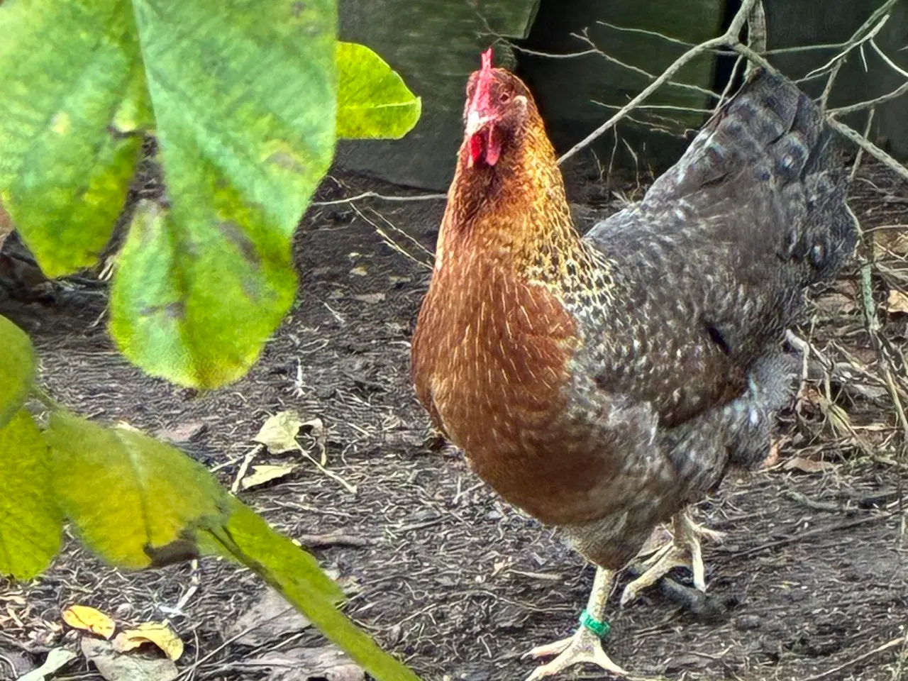 Billede 3 - Bielefelder høns