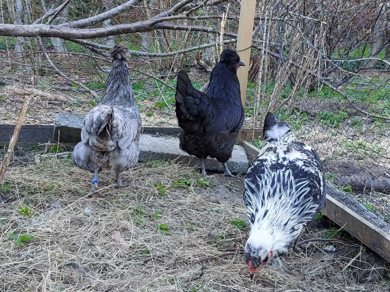 Billede 5 - Blå rugeæg fra blålæggerhøner