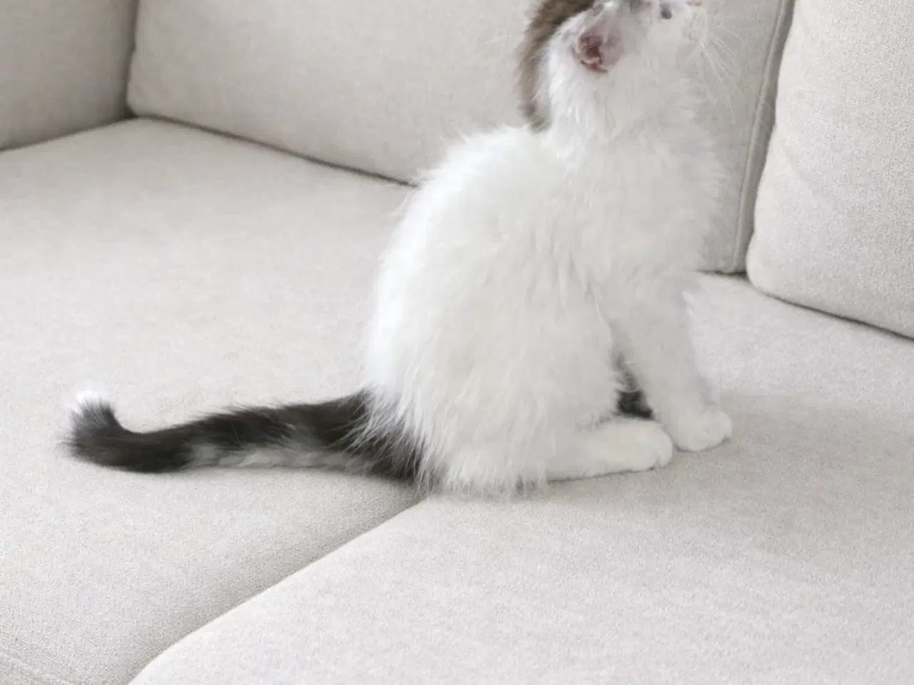 Billede 3 - Norsk skovkat