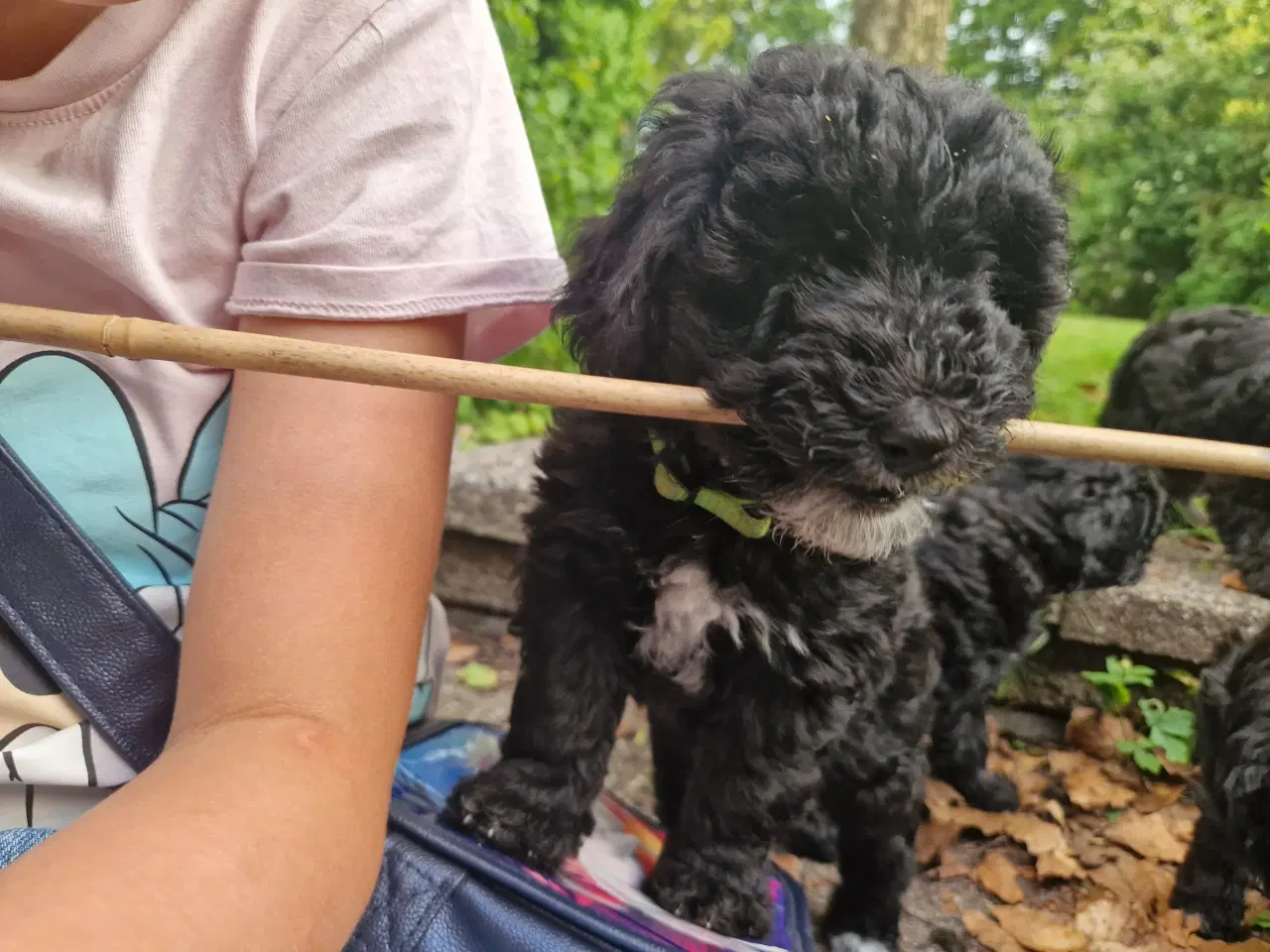 Billede 10 - Mini Goldendoodle hvalpe