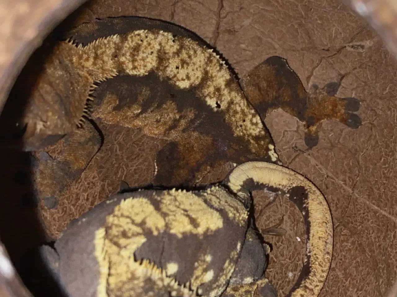 Billede 5 - 3 fuldvoksne kronegekkoer med terrarium og tilbehø
