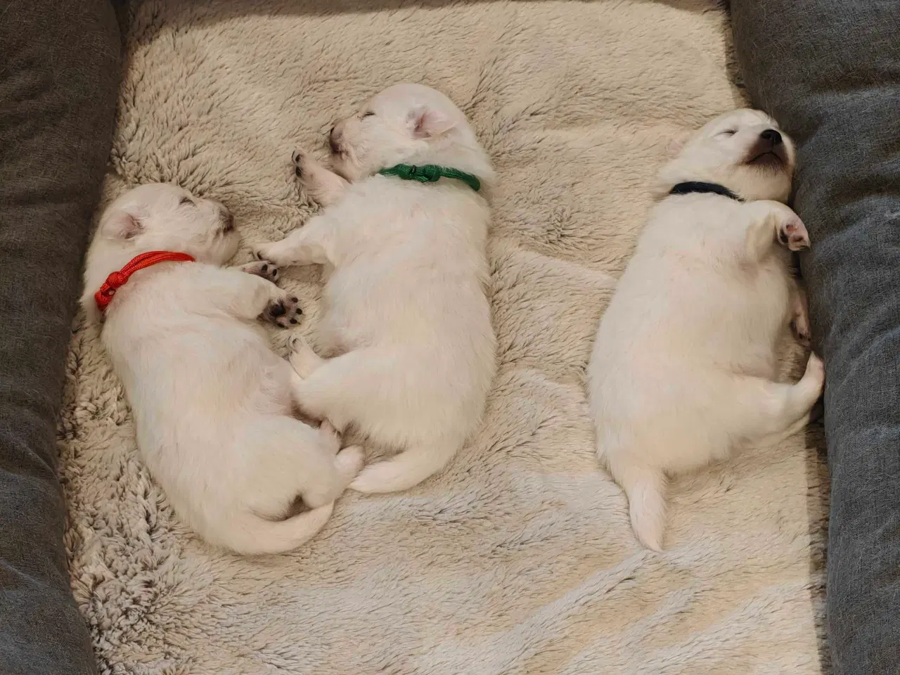 Billede 1 - Japansk spids hvalpe 