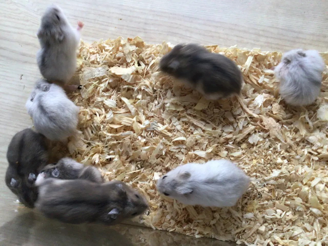 Billede 4 - Cambells hamster