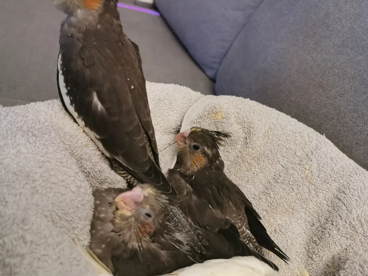 Billede 3 - Nymfeparakit unger 