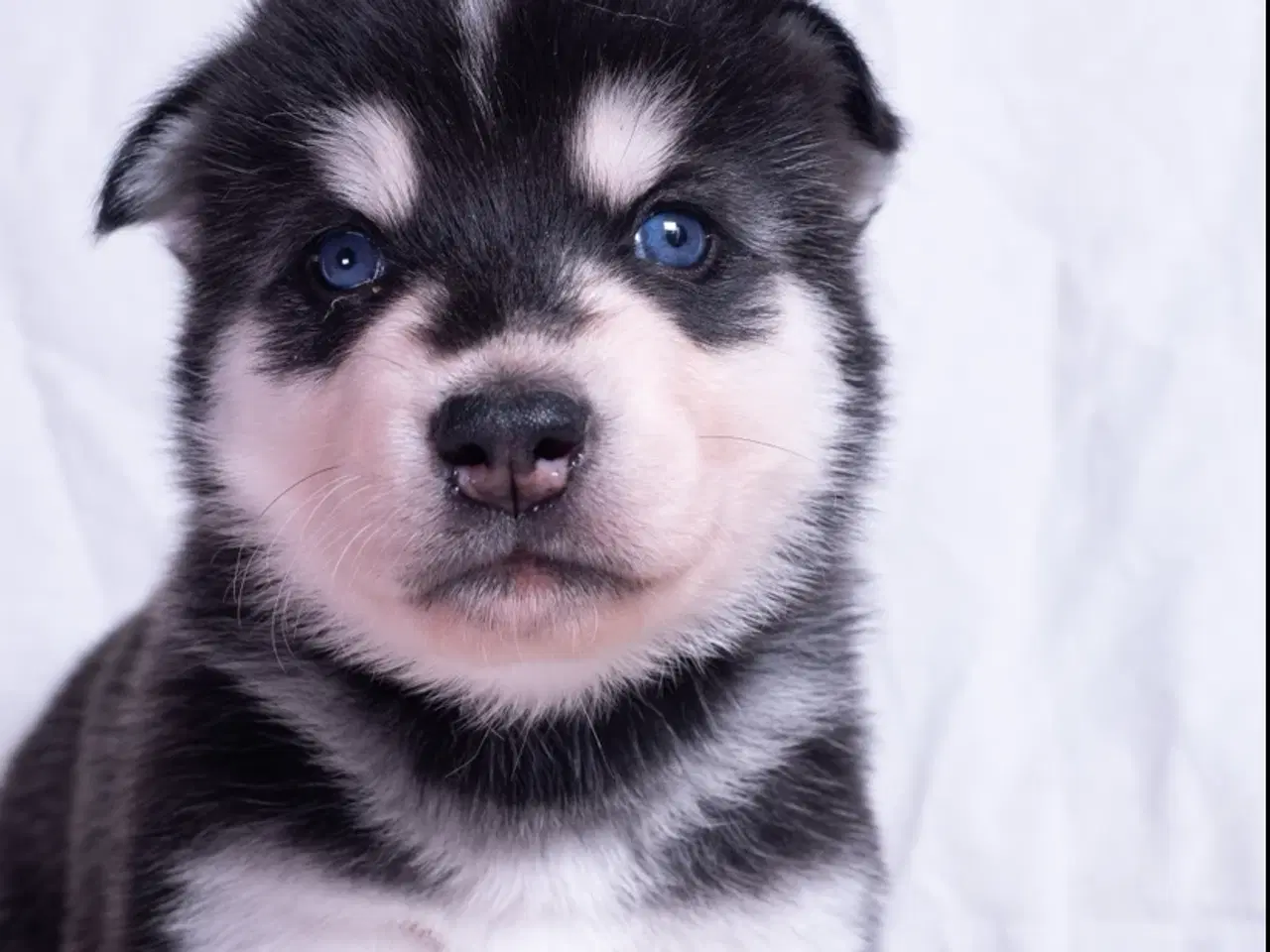 Billede 5 - Alaskan Husky/malamute hvalpe