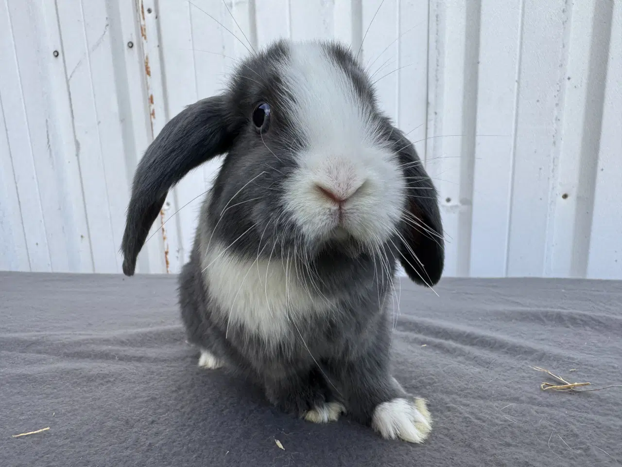 Billede 3 - Dværgvædder/Mini lop hunkanin 