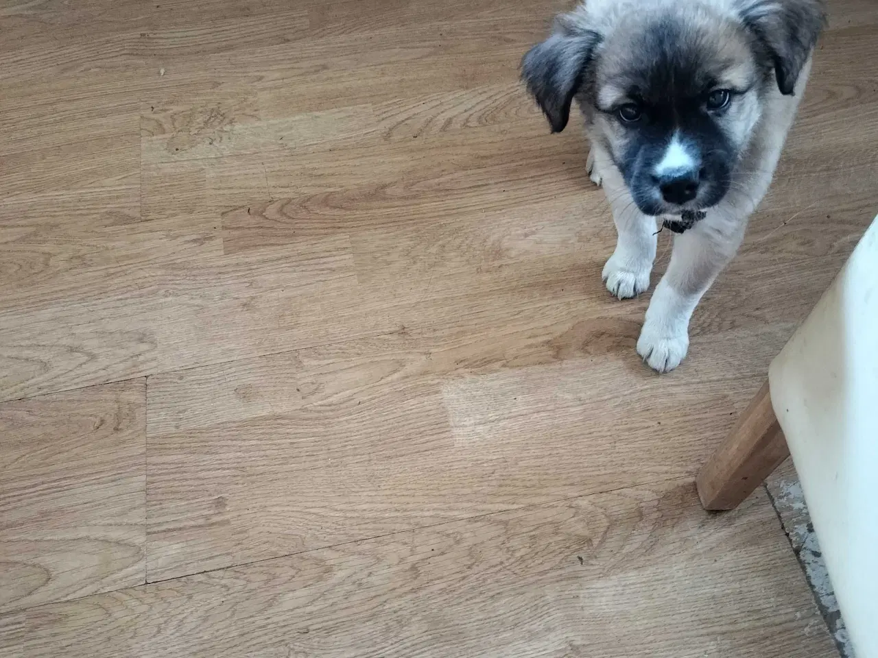 Billede 1 - Sød hundehvalp Freja 