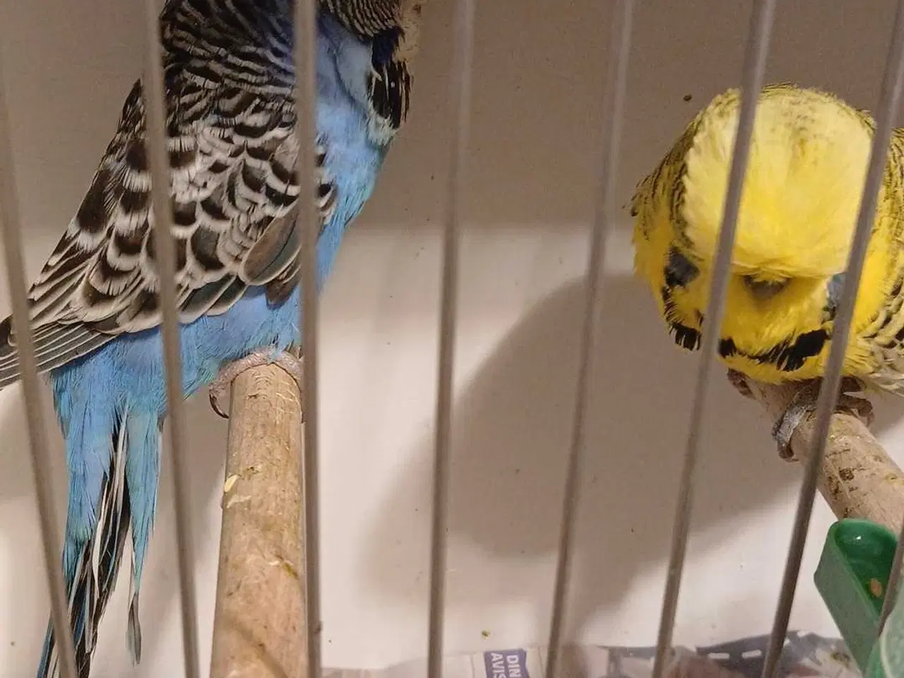 Billede 14 - 1 par Engelske undulater 