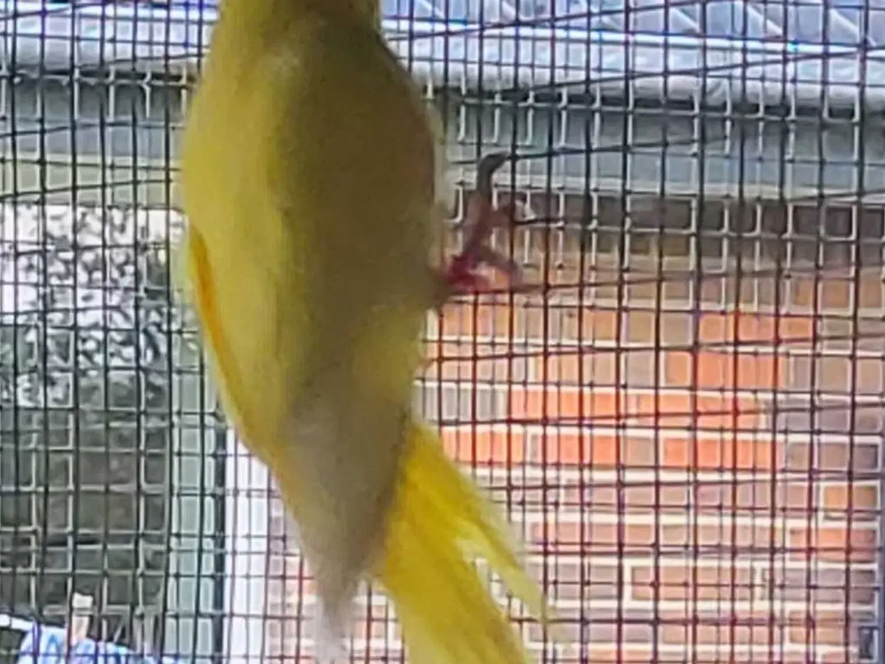 Billede 3 - Parakit hun