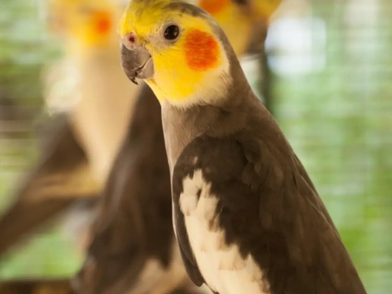 Billede 1 - Søger Nymfeparakit unge 