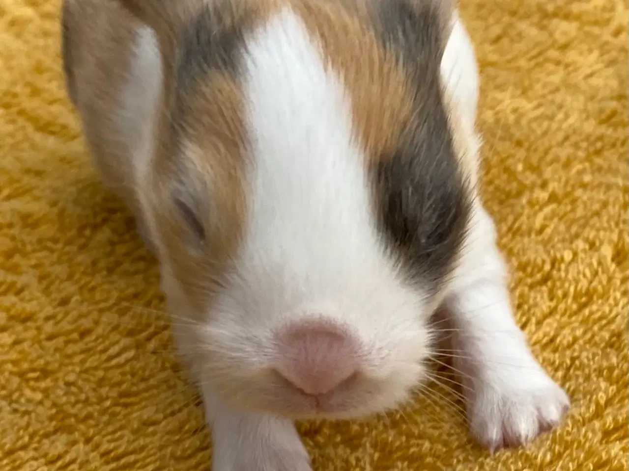 Billede 7 - HOLLÆNDER HAN JAPANER SORT/GUL