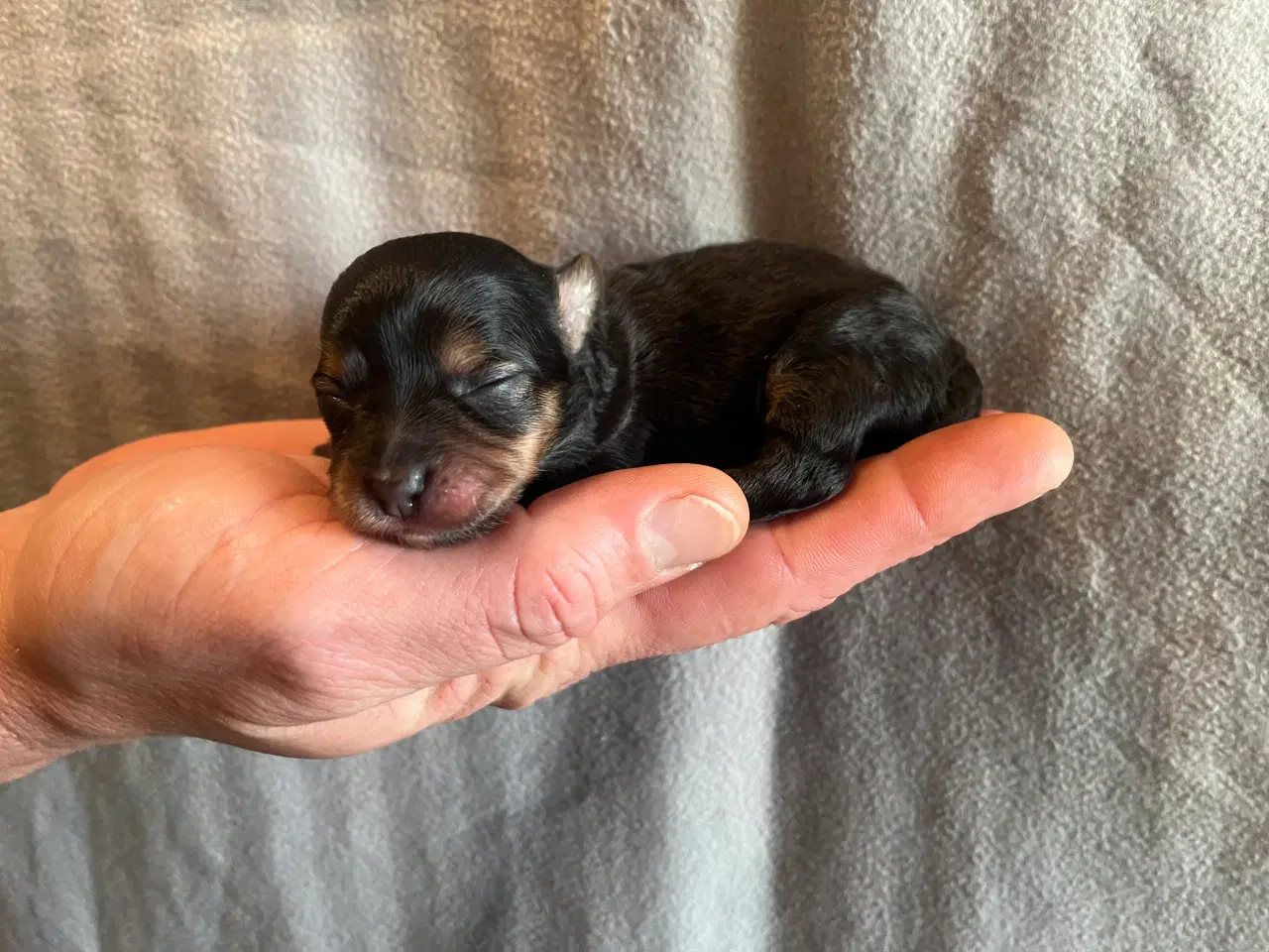 Billede 6 - 3 lækre tæver til salg. Små blandinger