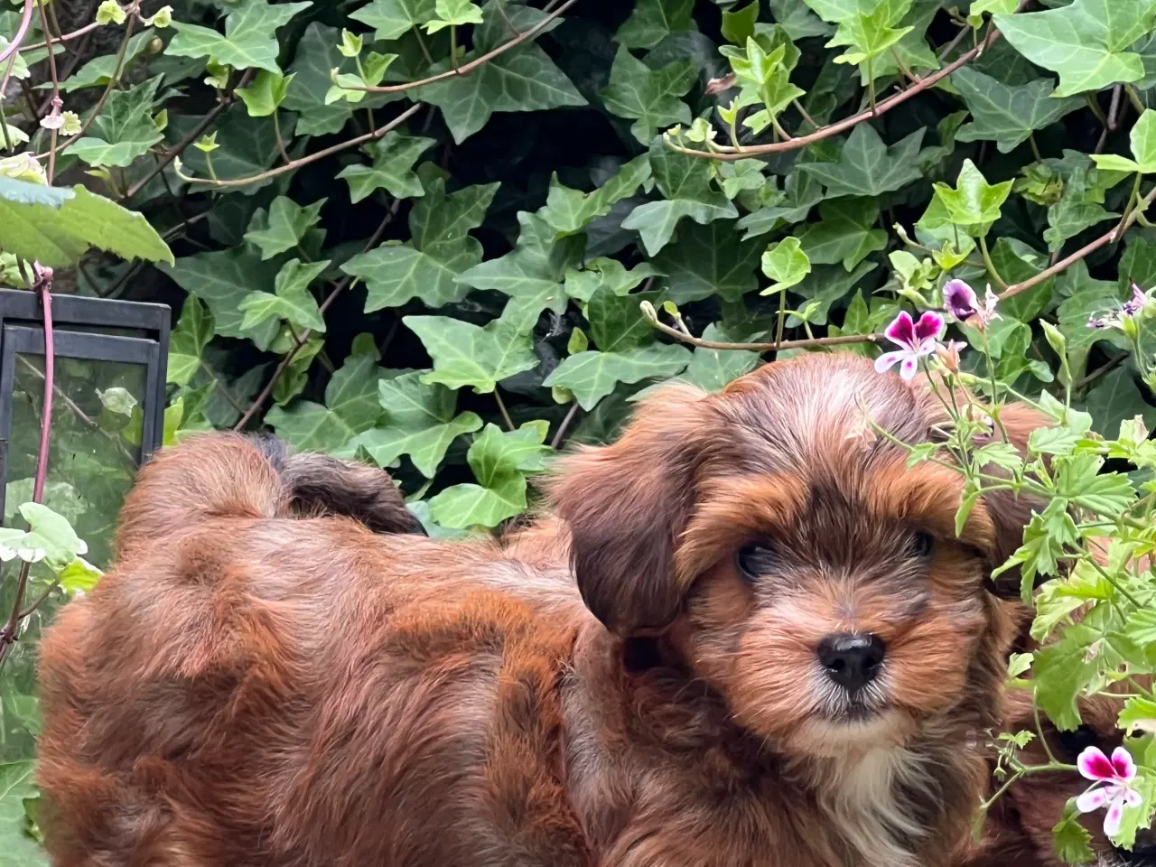 Billede 4 - 🧡Søde & Smukke Bichon Havanais 🧡