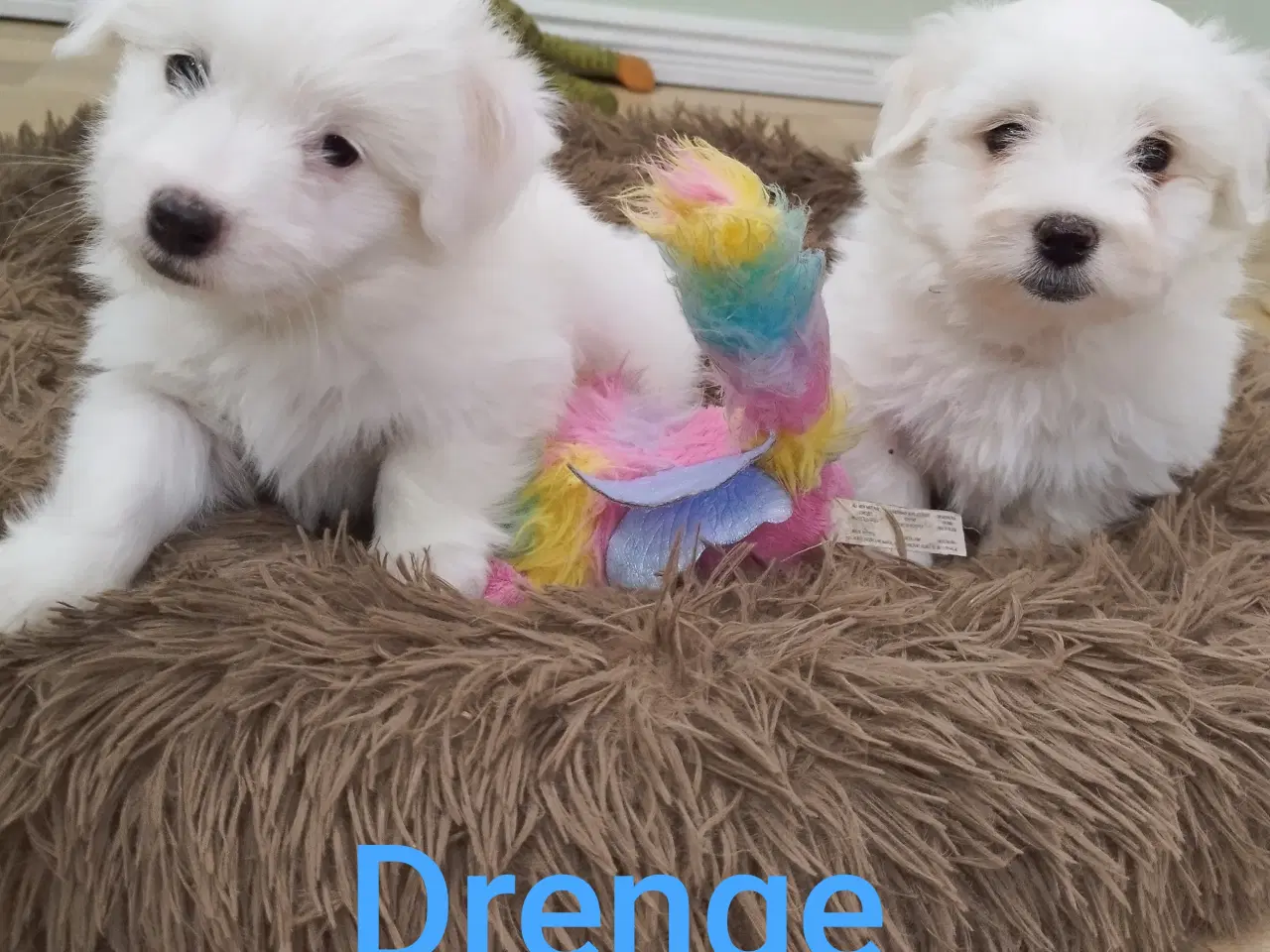 Billede 1 - Coton de Tulear hvalpe