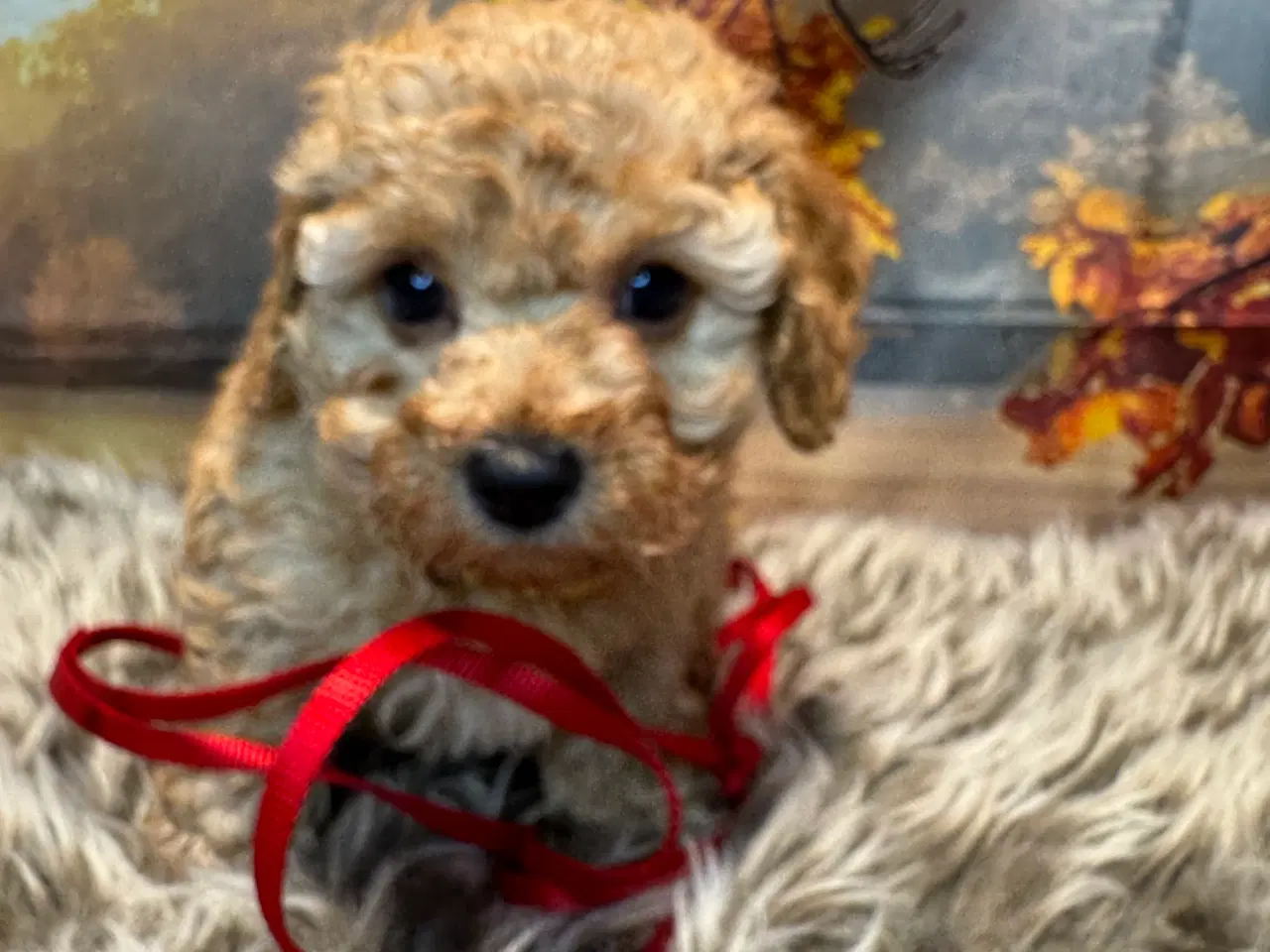 Billede 5 - Maltipoo i efterårs  ?