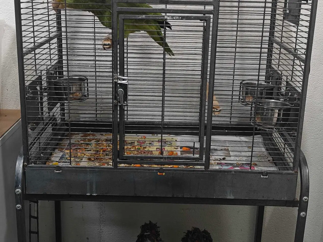 Billede 4 - Dobbelt gule hovedet Amazona