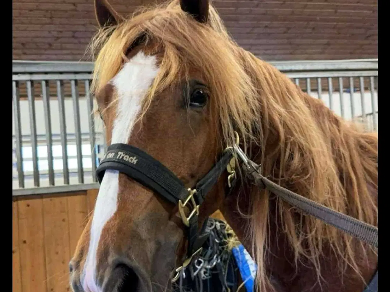 Billede 4 - Norsk koldblods 