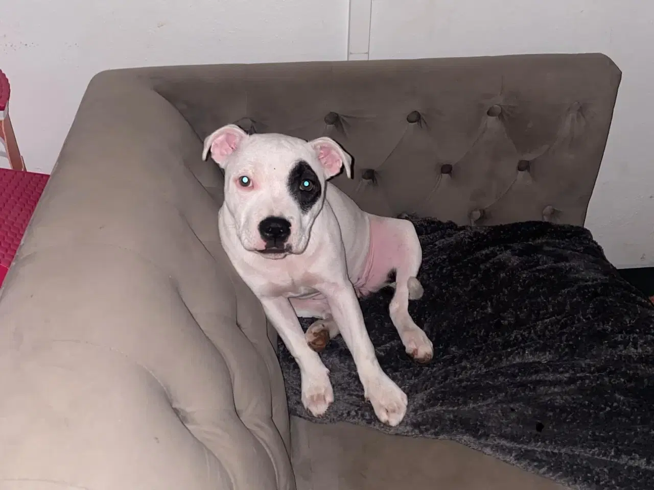 Billede 1 - Staffordshire Bull Terrier