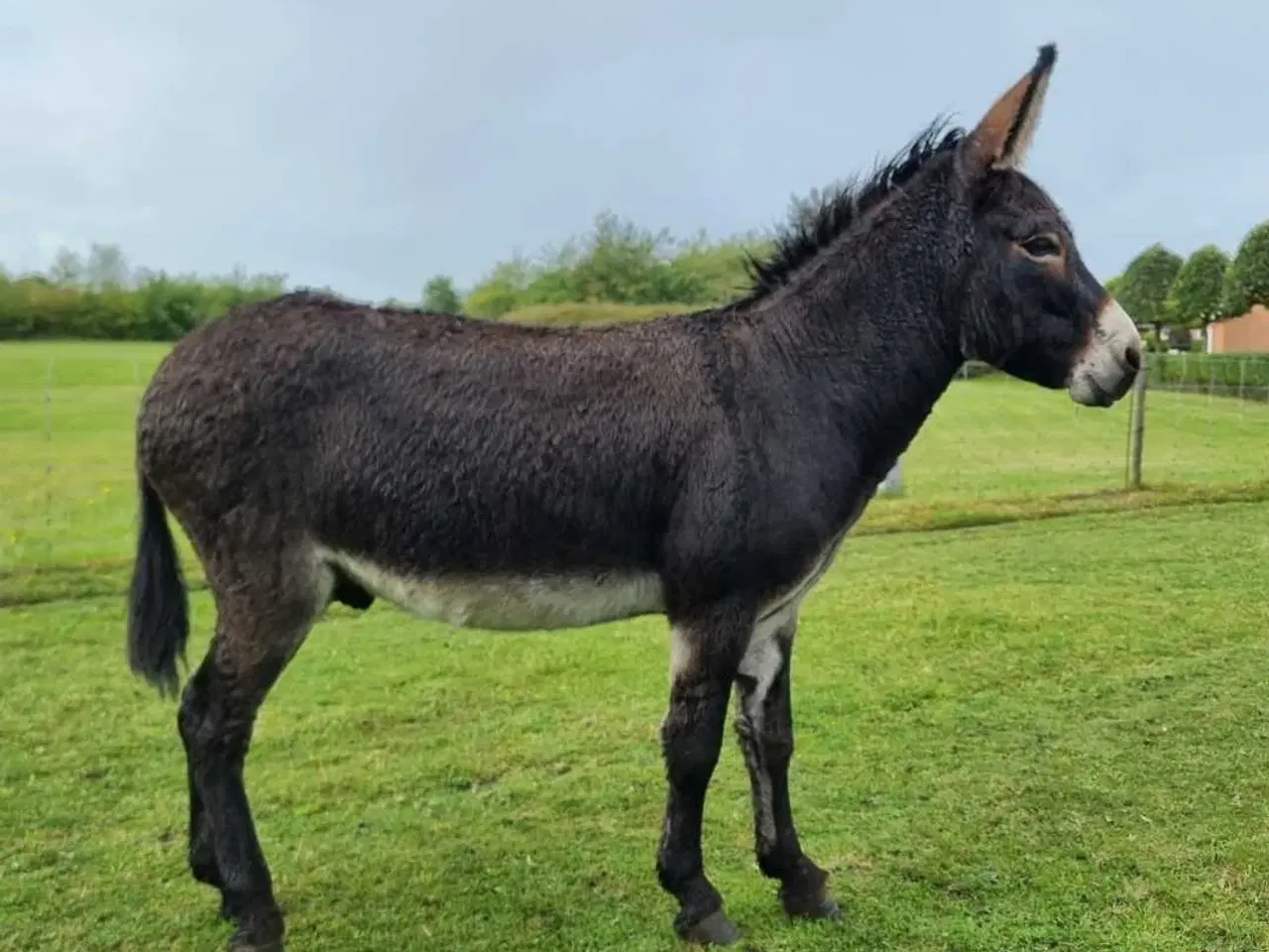 Billede 4 - Sødeste æsel hingst