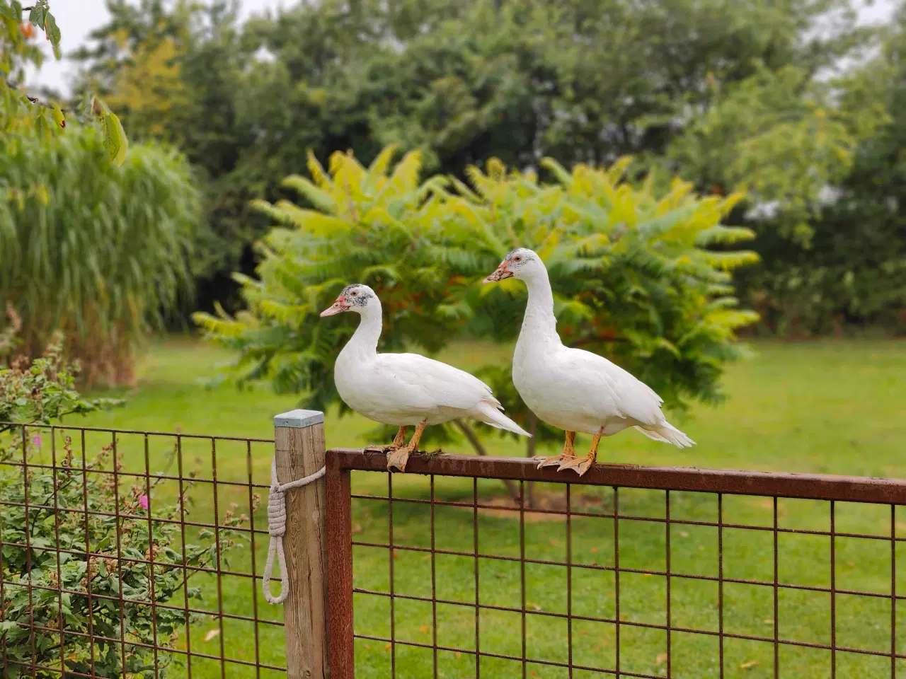 Billede 2 - Til have eller julebord 