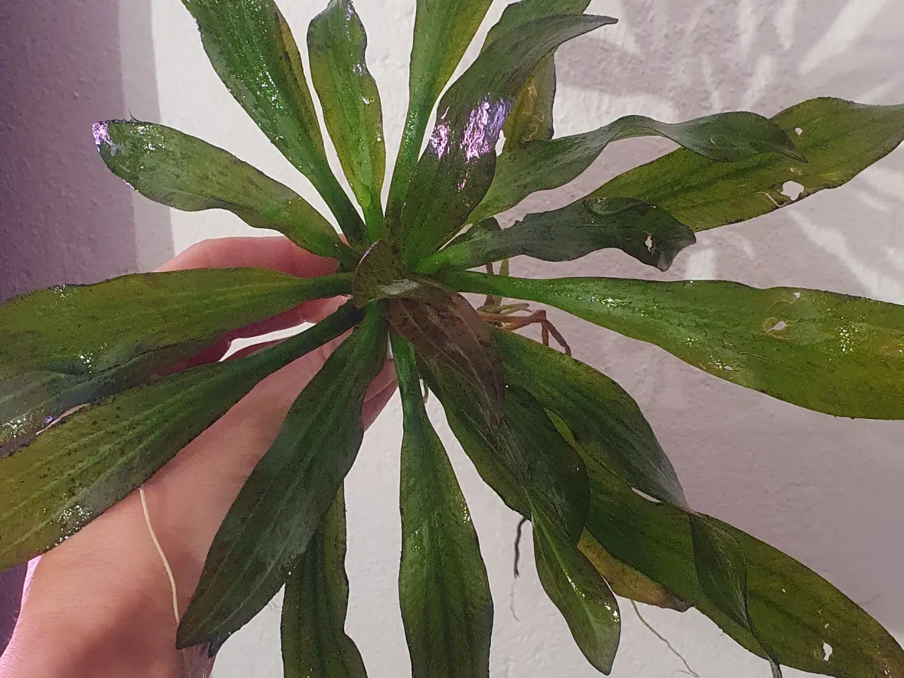 Billede 6 - Planter til akvarium, Echinodorus uruguayensis.