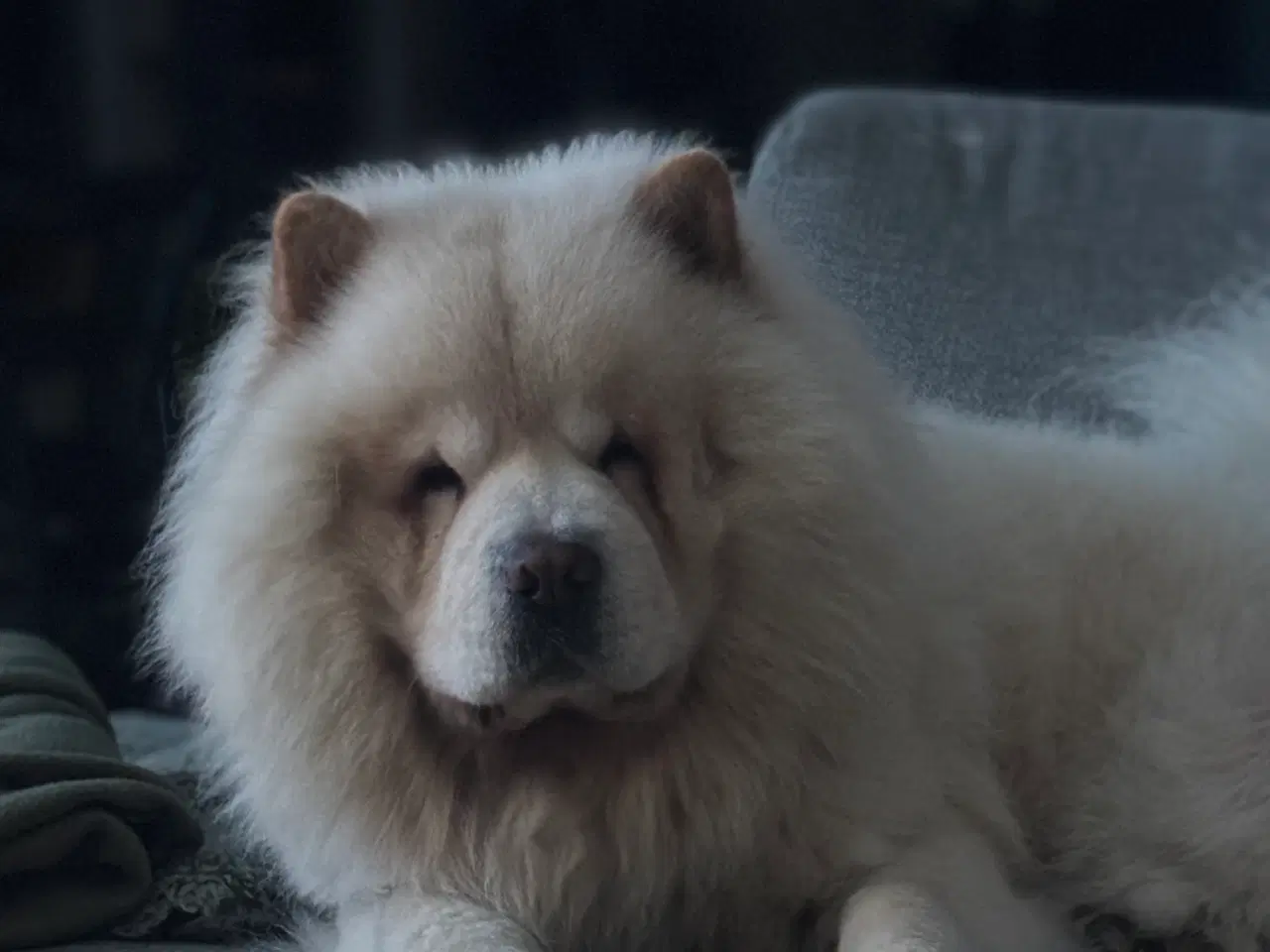 Billede 3 - Chow Chow Hvalpe 