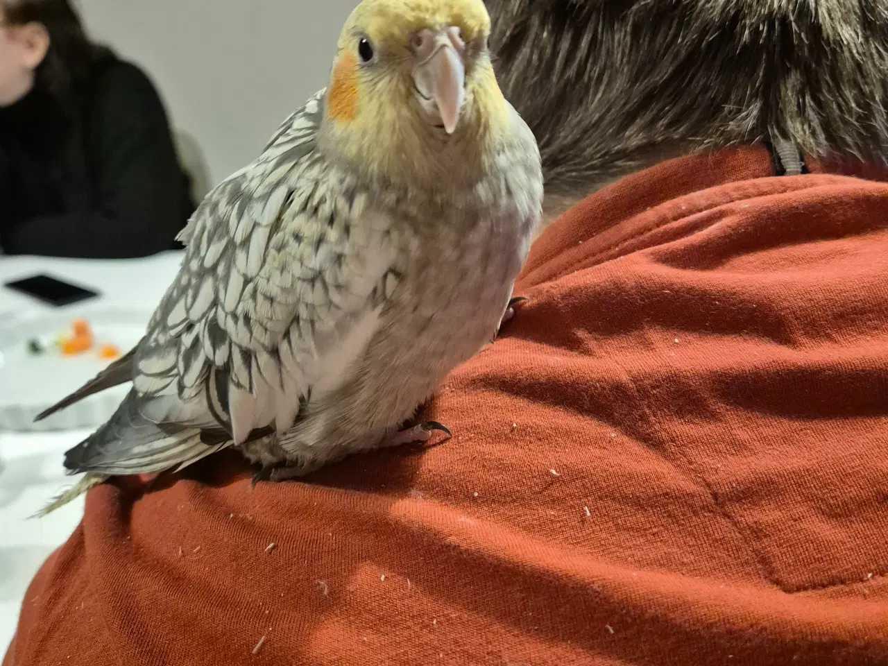 Billede 3 - Nymfeparakit tam