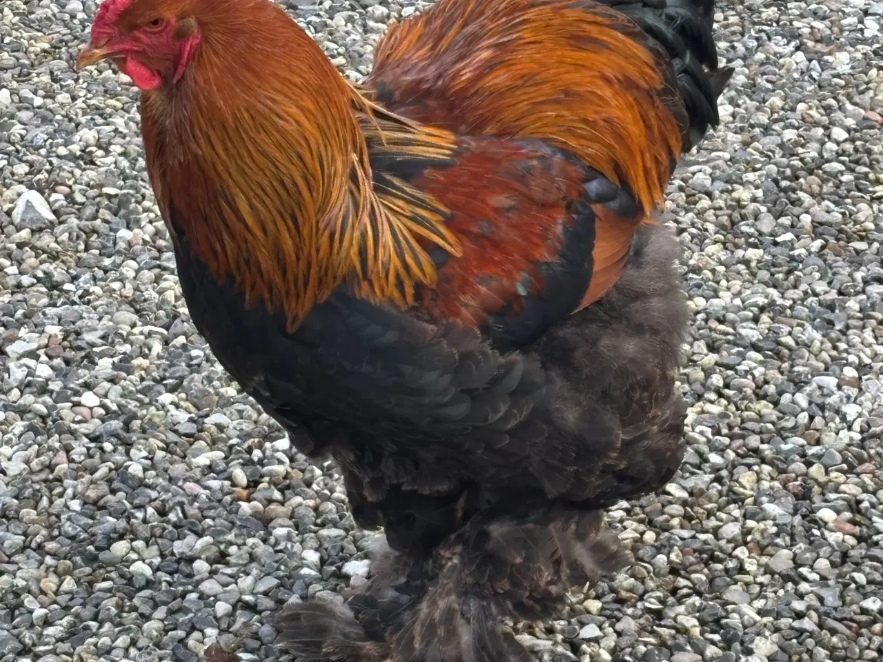 Billede 1 - Brahma unghane