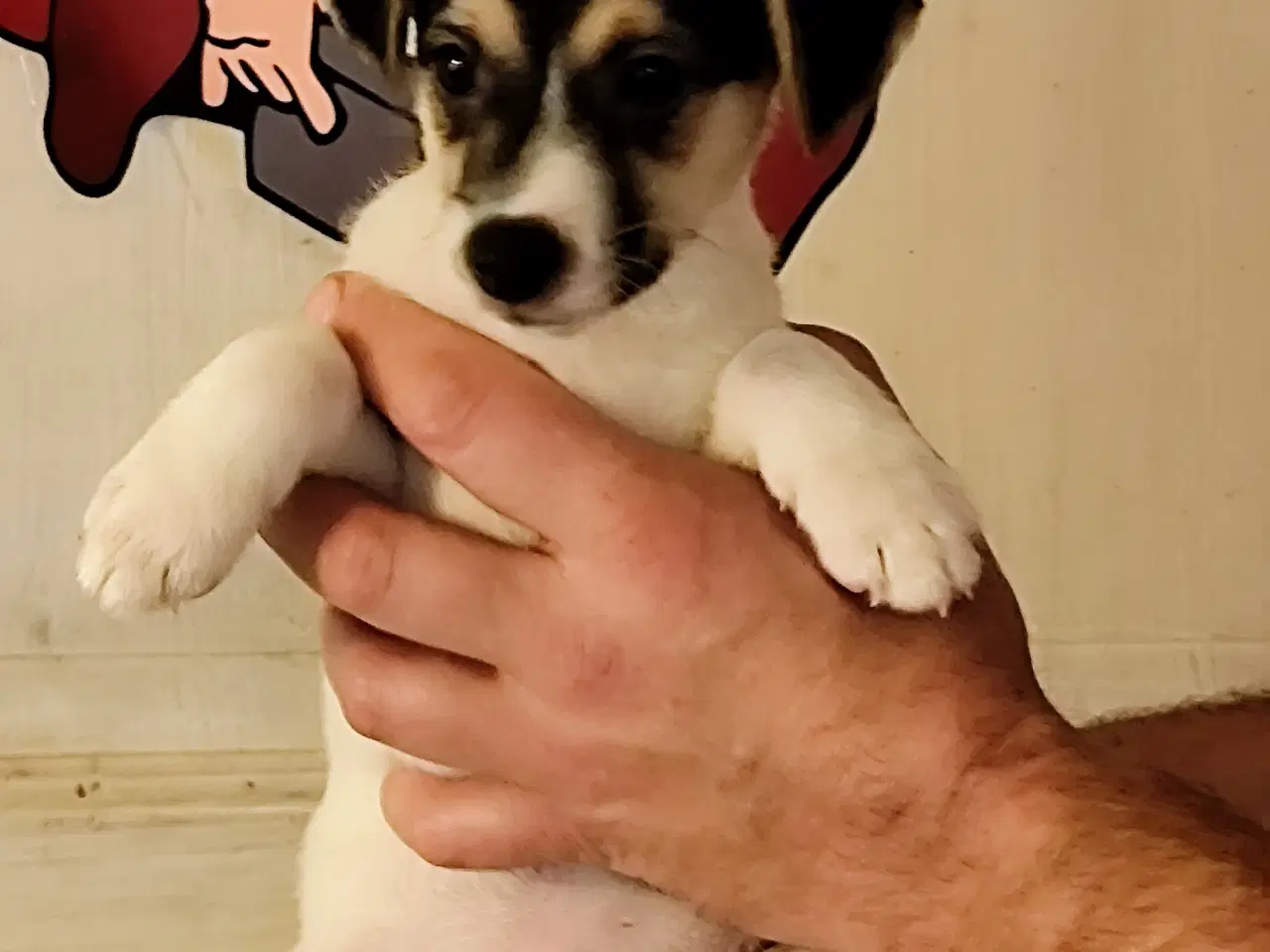 Billede 3 - dansk svenskgårdhunde hvalpe