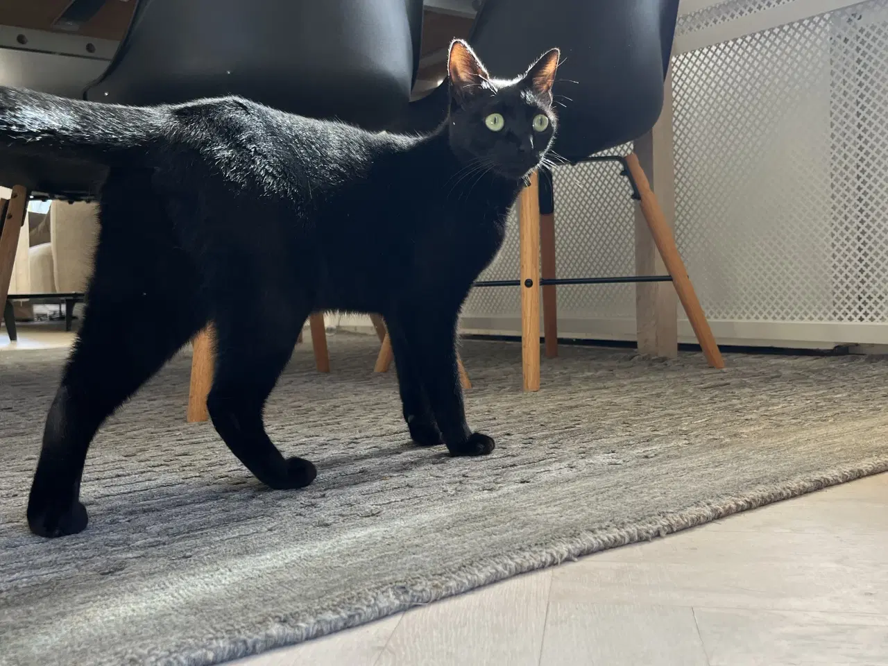 Billede 2 - En ung og søg kat