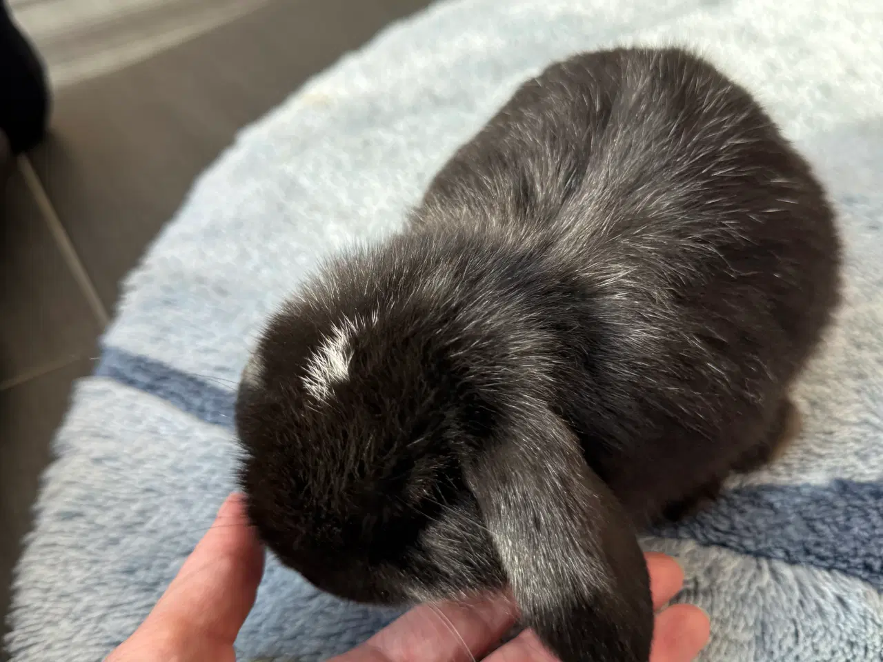 Billede 6 - Mini lop