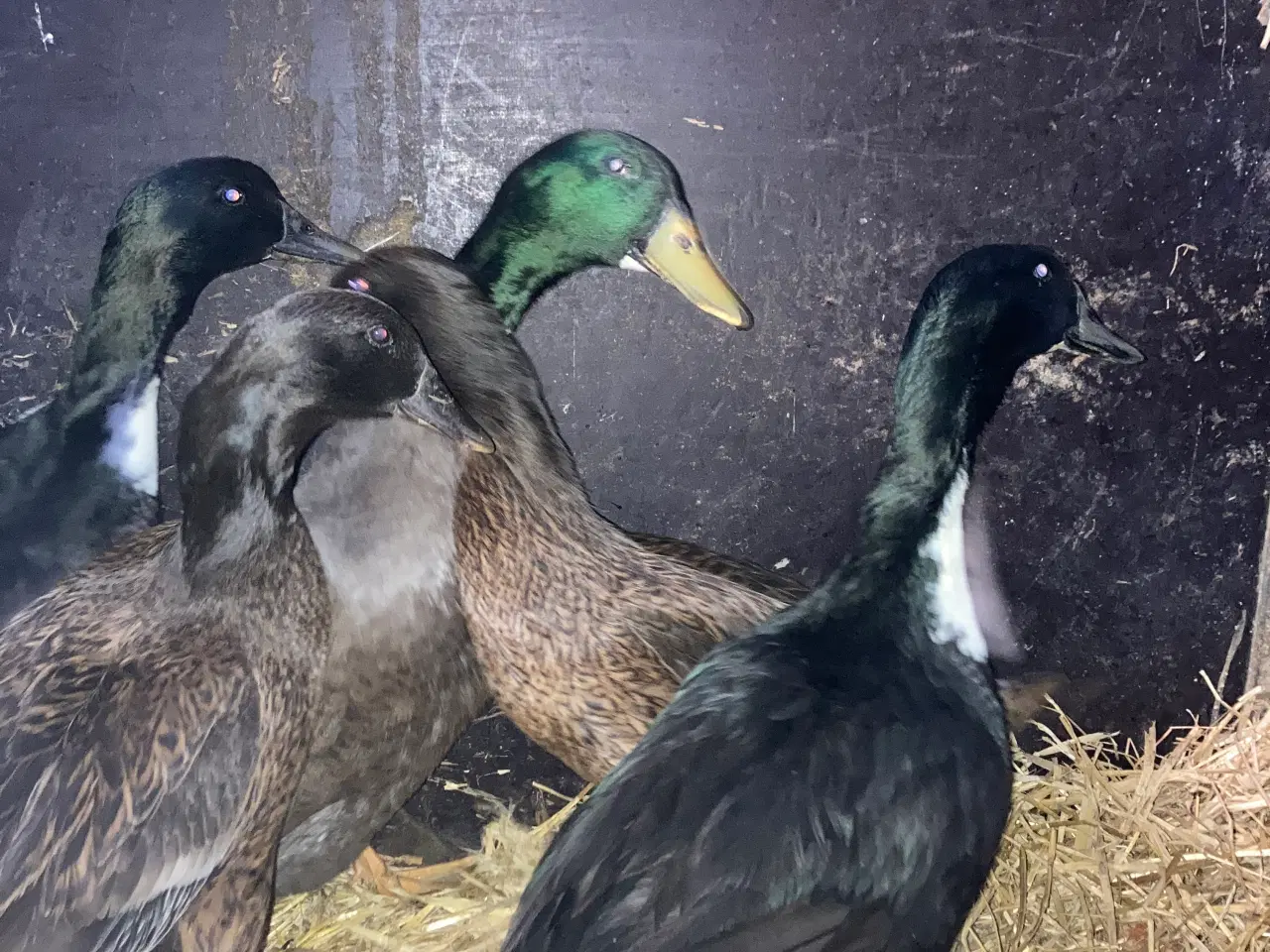 Billede 2 - Moskusænder og landænder 