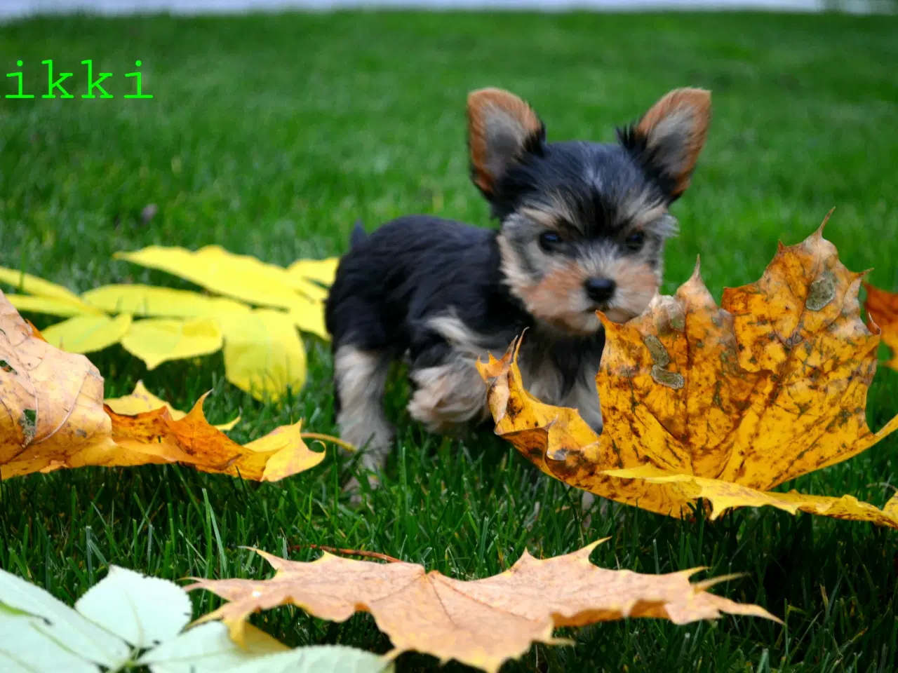 Billede 5 - Skønne Yorkshire Terrier hvalpe til salg!