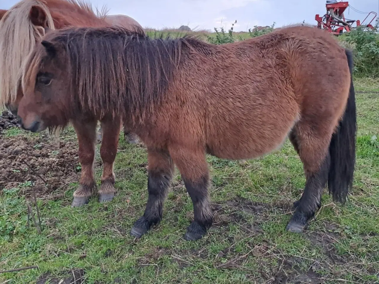 Billede 4 - Sød shetlænder hingst plag 