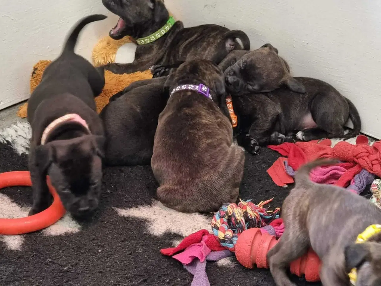 Billede 1 - Engelsk staffordshire Bull terrie hvalpe 