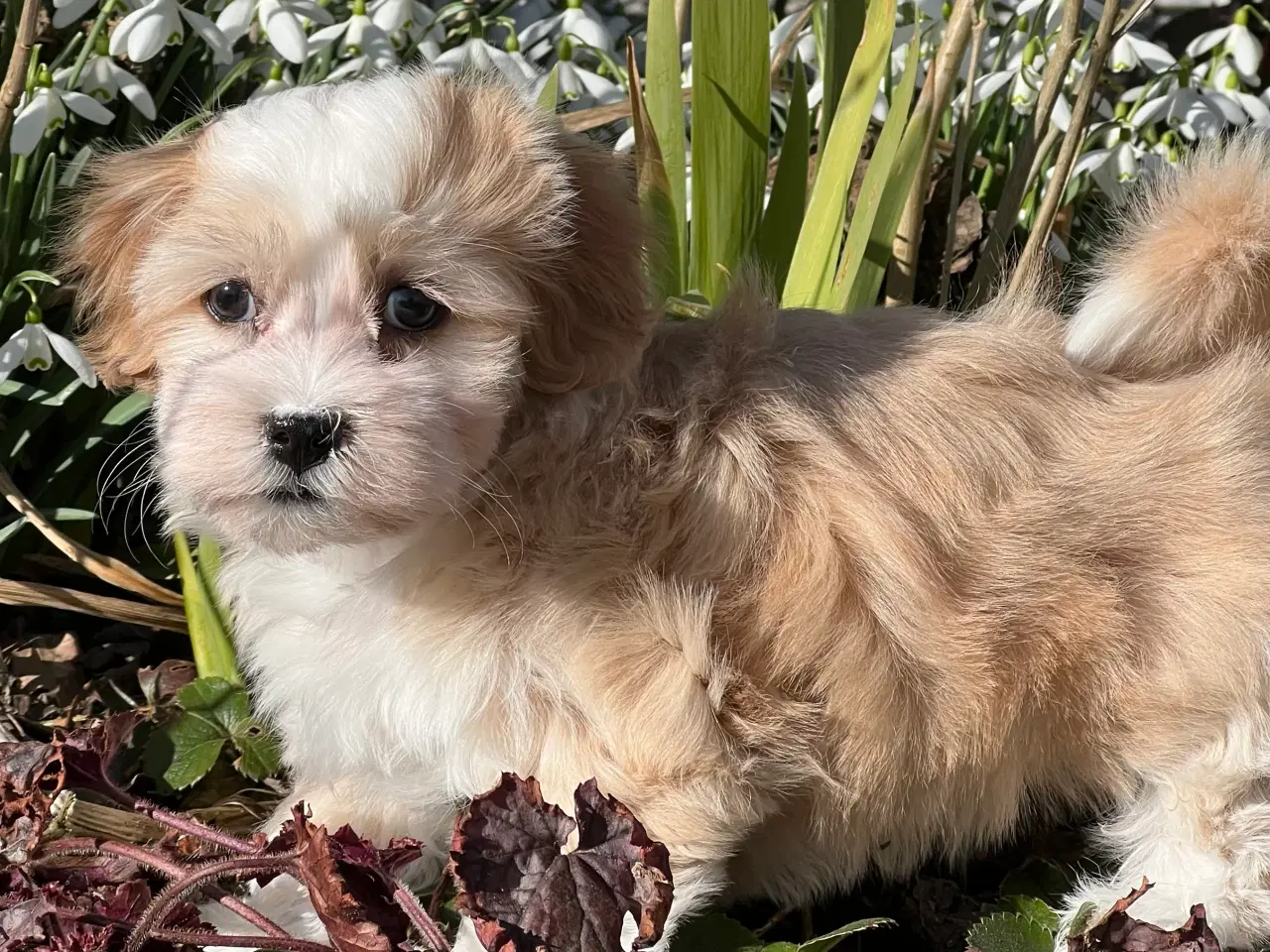 Billede 1 - Skøn Bichon Havanais Dreng