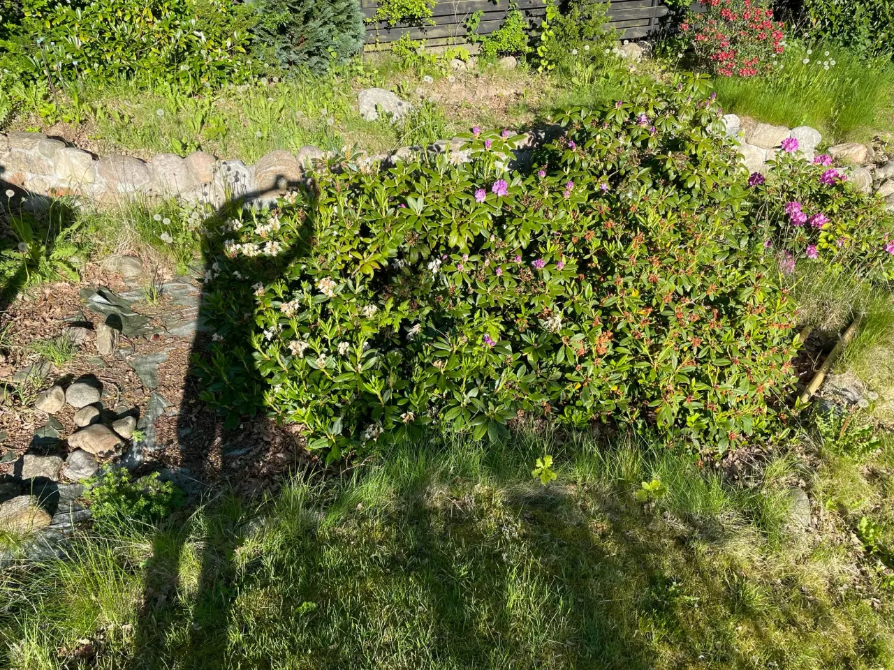 Billede 3 - GRATIS rhododendron – grav selv op 🌸
