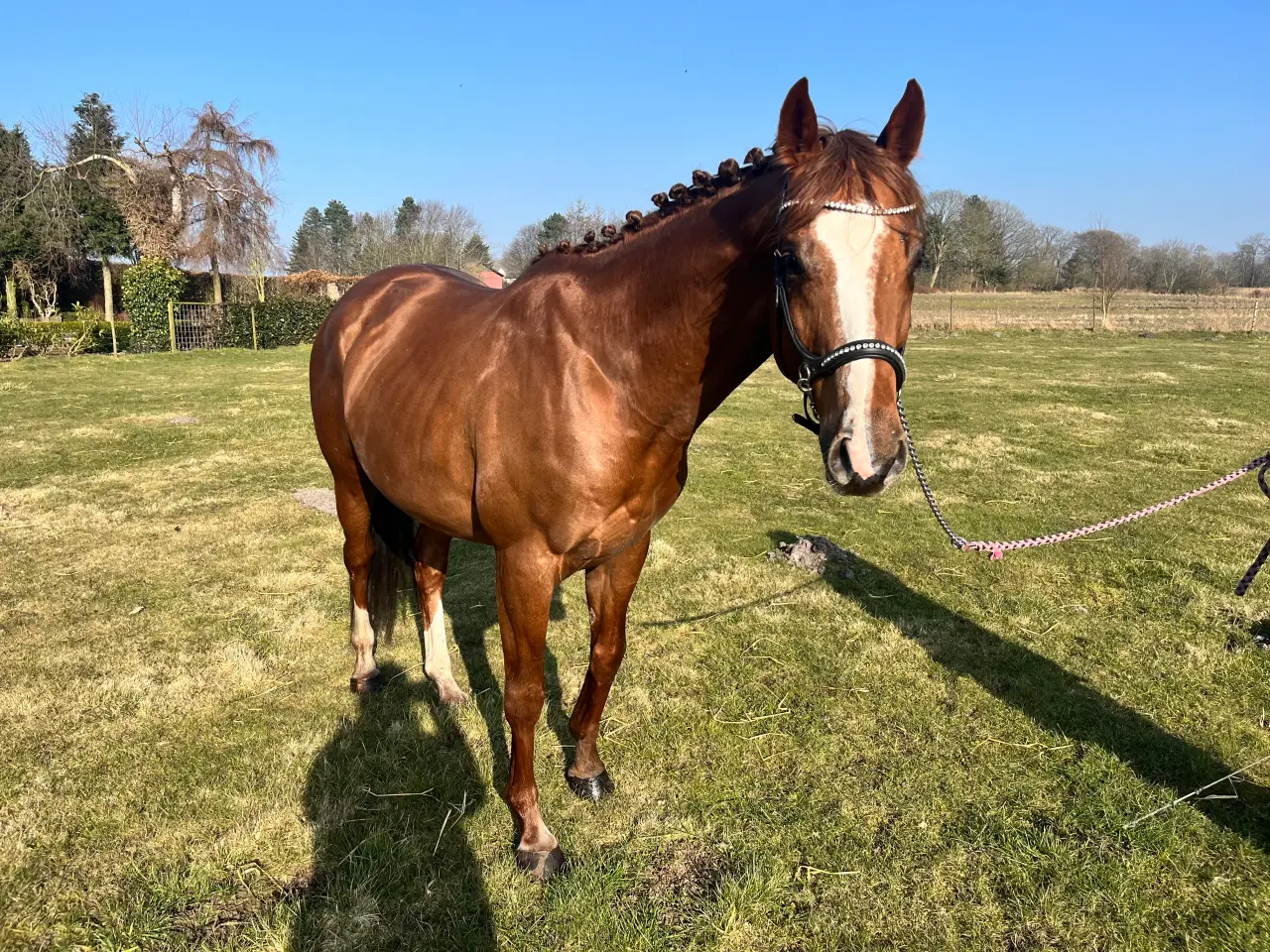 Billede 4 - Bedækning ved avlsgodkendt hingst